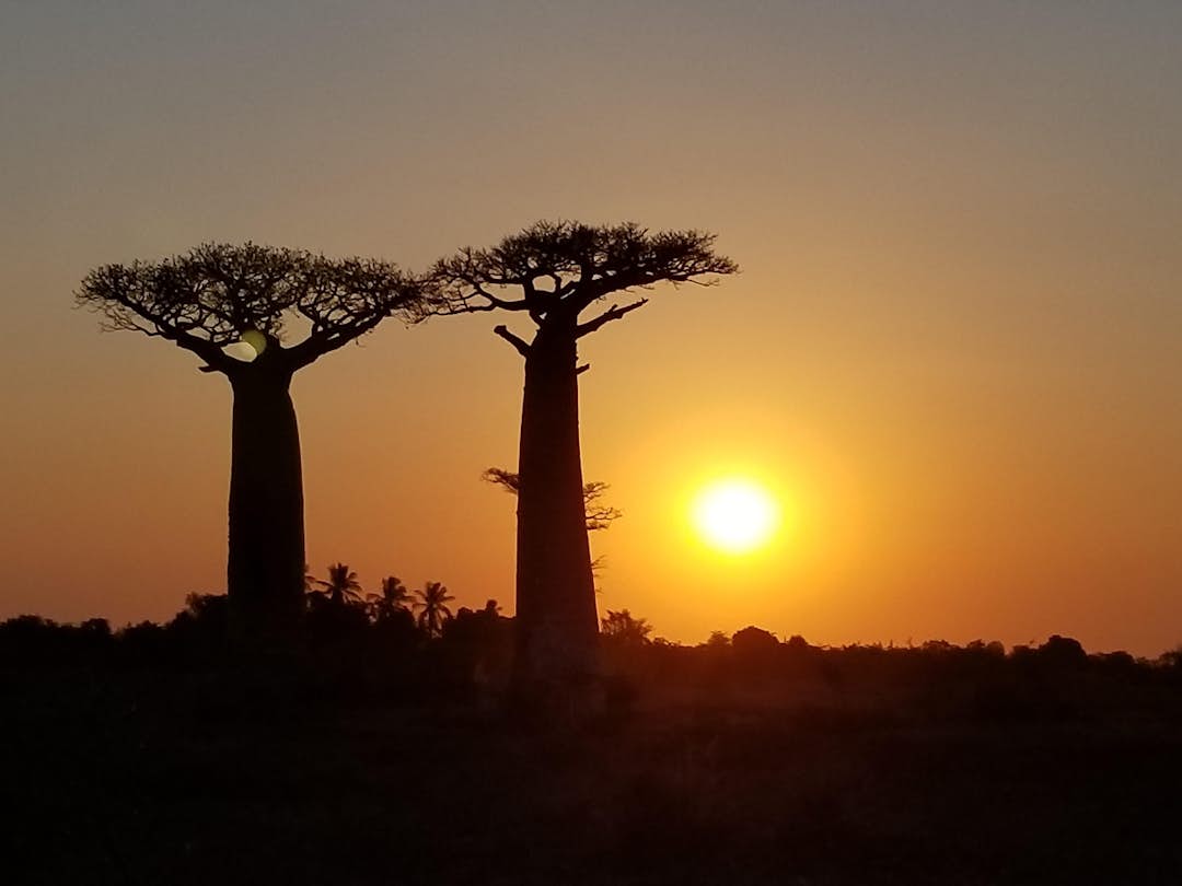 Bäume pflanzen in Madagaskar